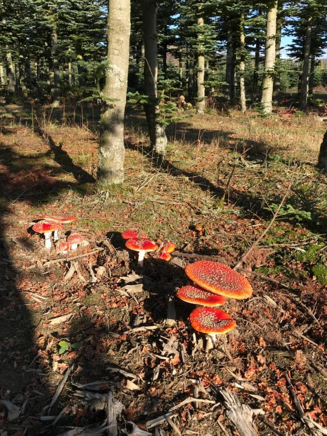 Landhaus Silbach Winterberg Eksteriør bilde