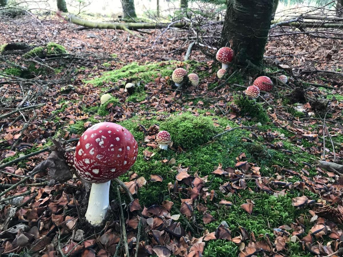 Landhaus Silbach Winterberg Eksteriør bilde